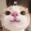 ЧМОК